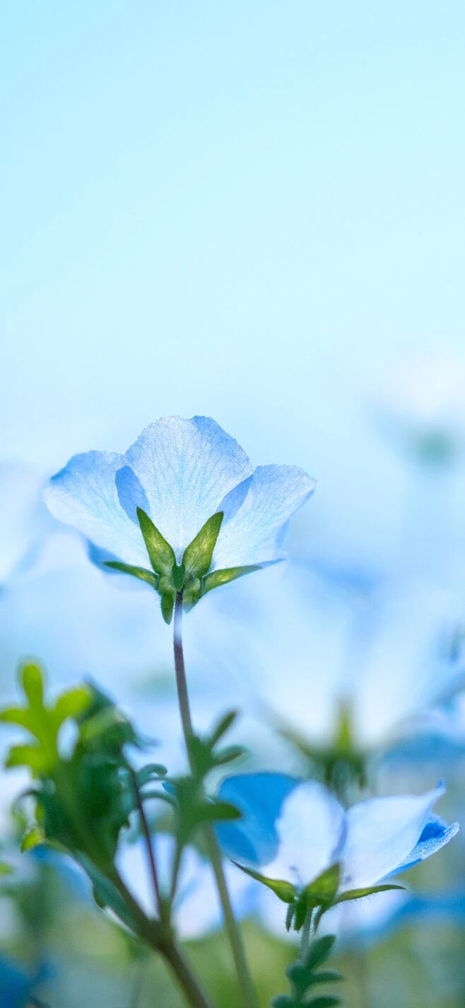 花开