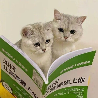 猫猫头像