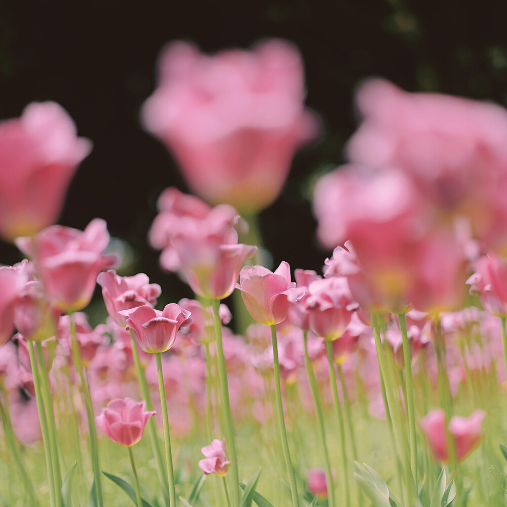 鲜花合集