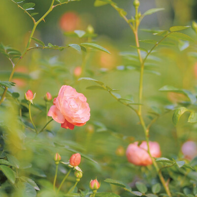 鲜花与你