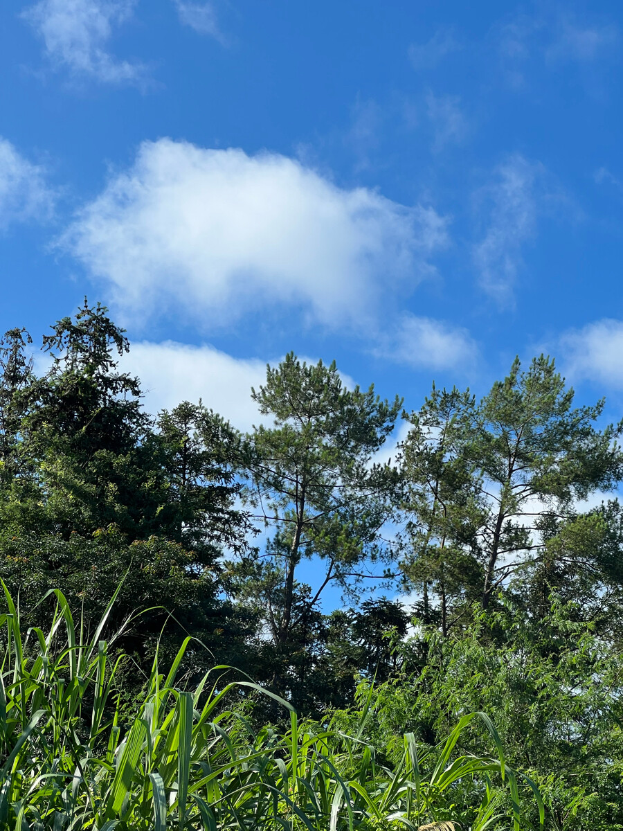 好天气出行
山里田间没有寂寞