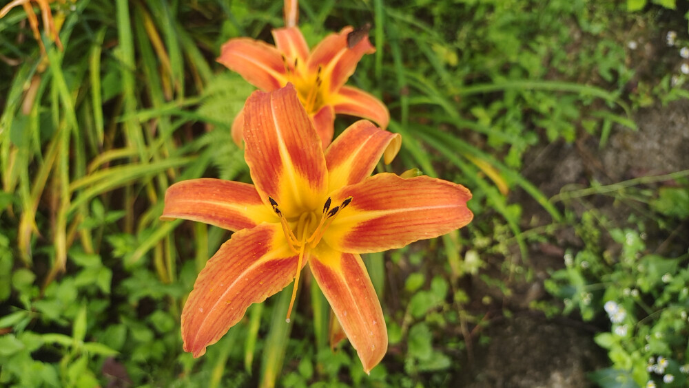 美丽吉安之赏花系列：萱草花开迎盛夏