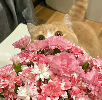 礼貌拿图关注主页