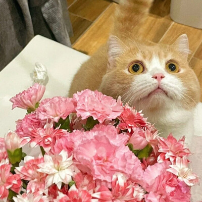 礼貌拿图关注主页