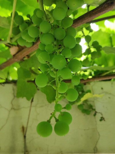 饥饿的狐狸看见葡萄架上挂着一串串晶莹剔透的葡萄，口水直流，想要摘下来吃，但又摘不到。看了一会儿，无可奈何地走了，他边走边自己安慰自己说：“这葡萄没有熟，肯定是酸的。”这就是说，有些人能力小，做不成事，…