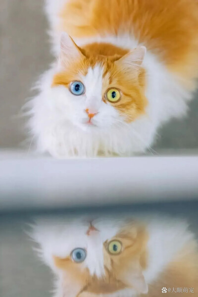 异色瞳 猫猫