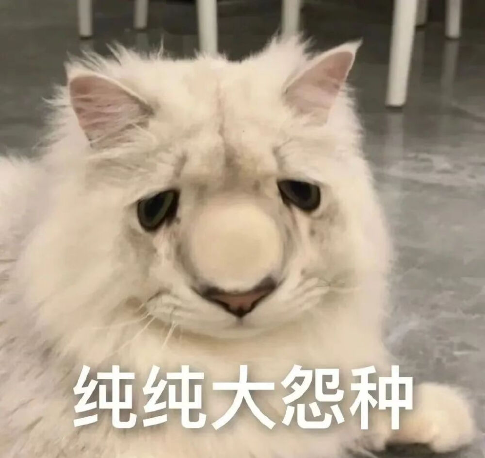 猫咪表情包