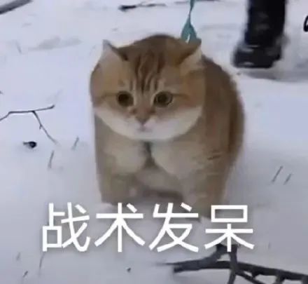 猫咪表情包