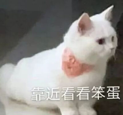 猫咪表情包