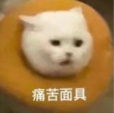 猫咪表情包