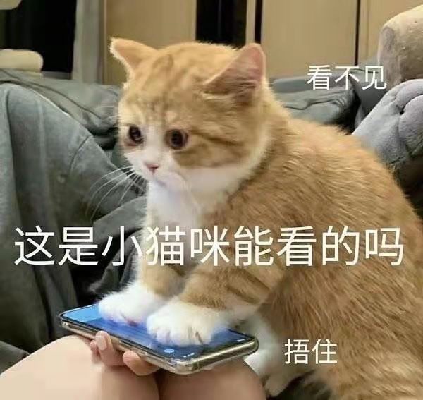 猫咪表情包