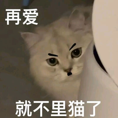 猫咪表情包