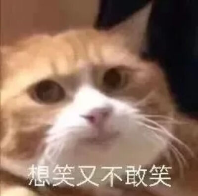 猫咪表情包