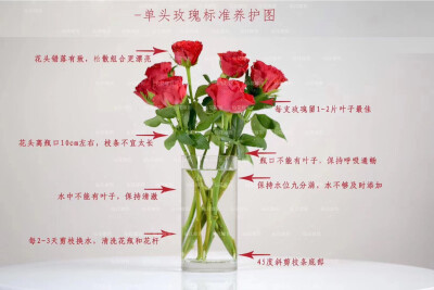 影星玫瑰鲜花养护小技巧
1.一定要深水醒花
2.将叶子去除，较小花头建议摘掉
3.插瓶时至少放2/3的水
4.花茎剪短，矮插瓶
5.每天换水剪根刷瓶
6.建议使用可利鲜
