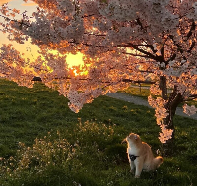 INS高级感背景图