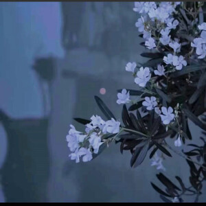 一起看看花
背景图©网络