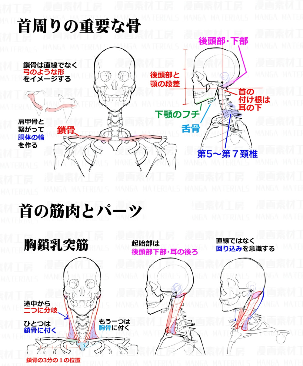 动漫 人体