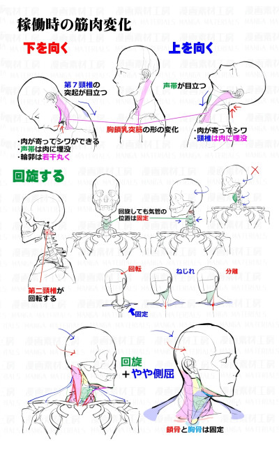 动漫 人体