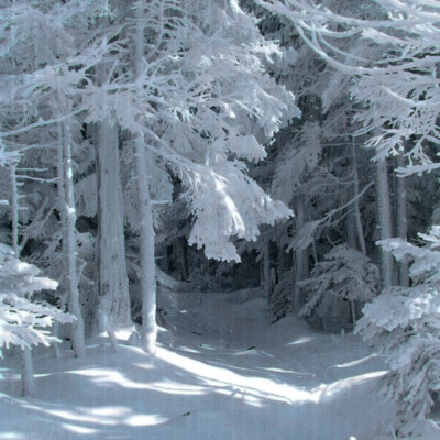 大雪压青松 青松挺且直