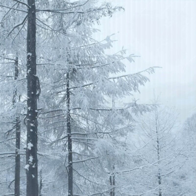 大雪压青松 青松挺且直