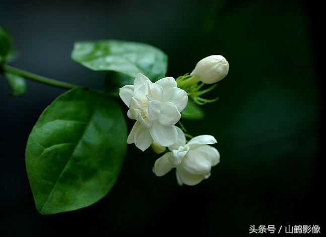 茉莉花——友谊、纯洁