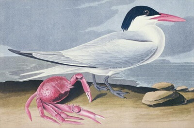 【艺术分享】约翰·詹姆斯·奥杜邦 John James Audubon 是美国著名的画家、博物学家，他绘制的鸟类图鉴被称作“美国国宝”。