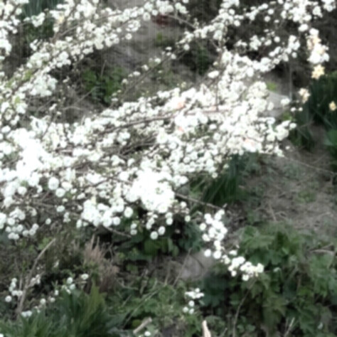 夜半芦苇微荡 望月思叩愁怅 停步古栏前 只道梦一场