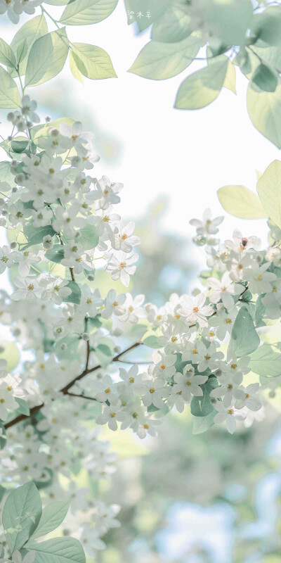 “初夏的清爽之秤锤树”
壁纸｜风景壁纸｜秤锤树
摄影师:【梁木辛_】