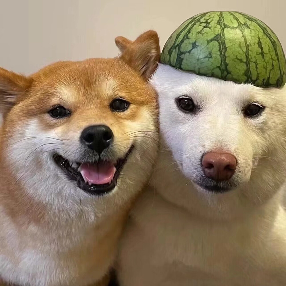 柴犬情头