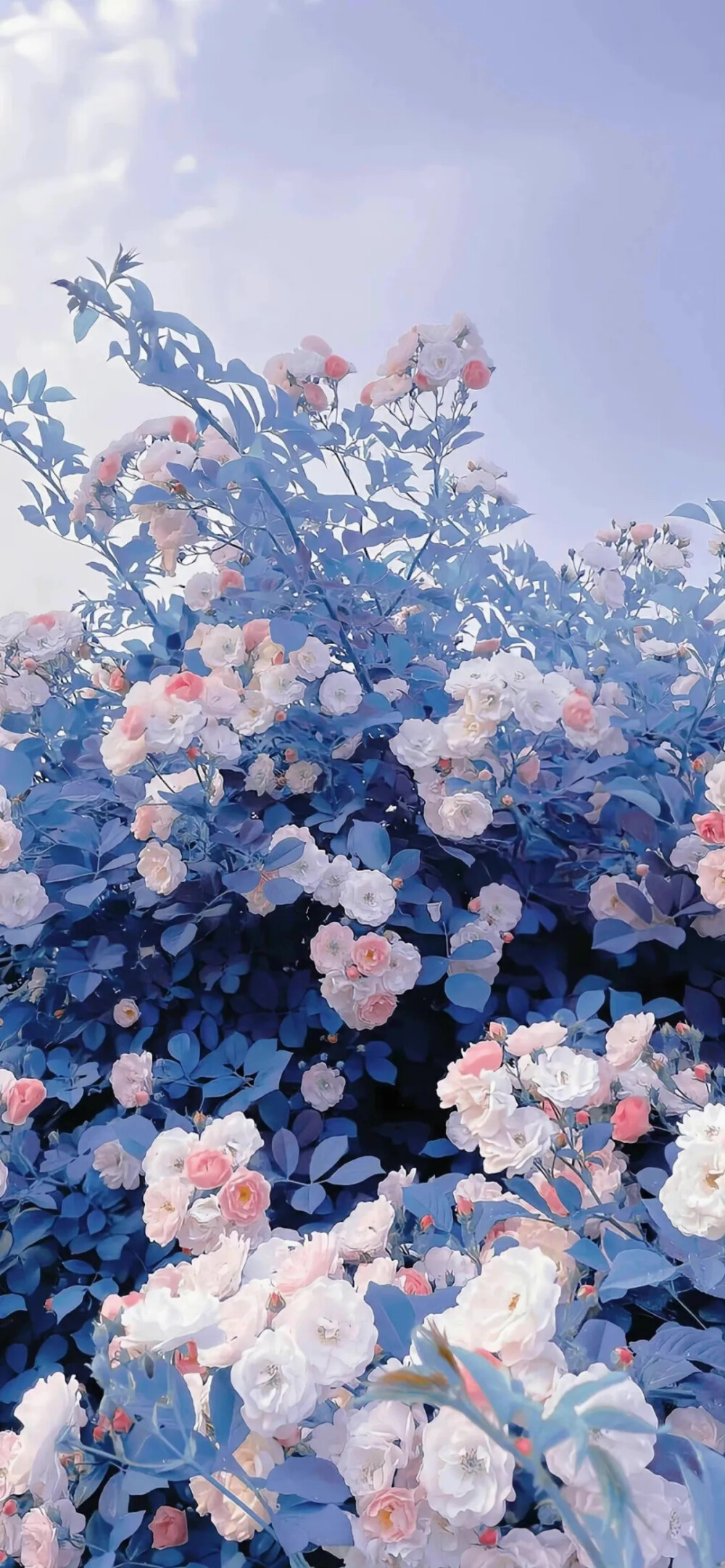 花
背景图©网络