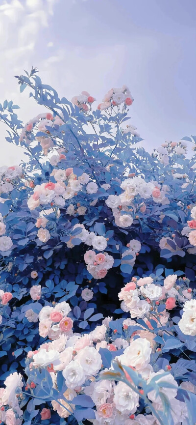 花
背景图©网络