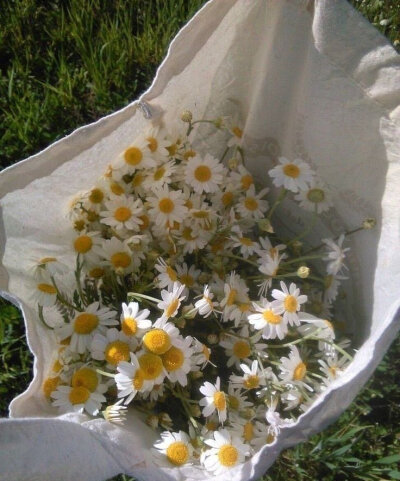 花
背景图©网络