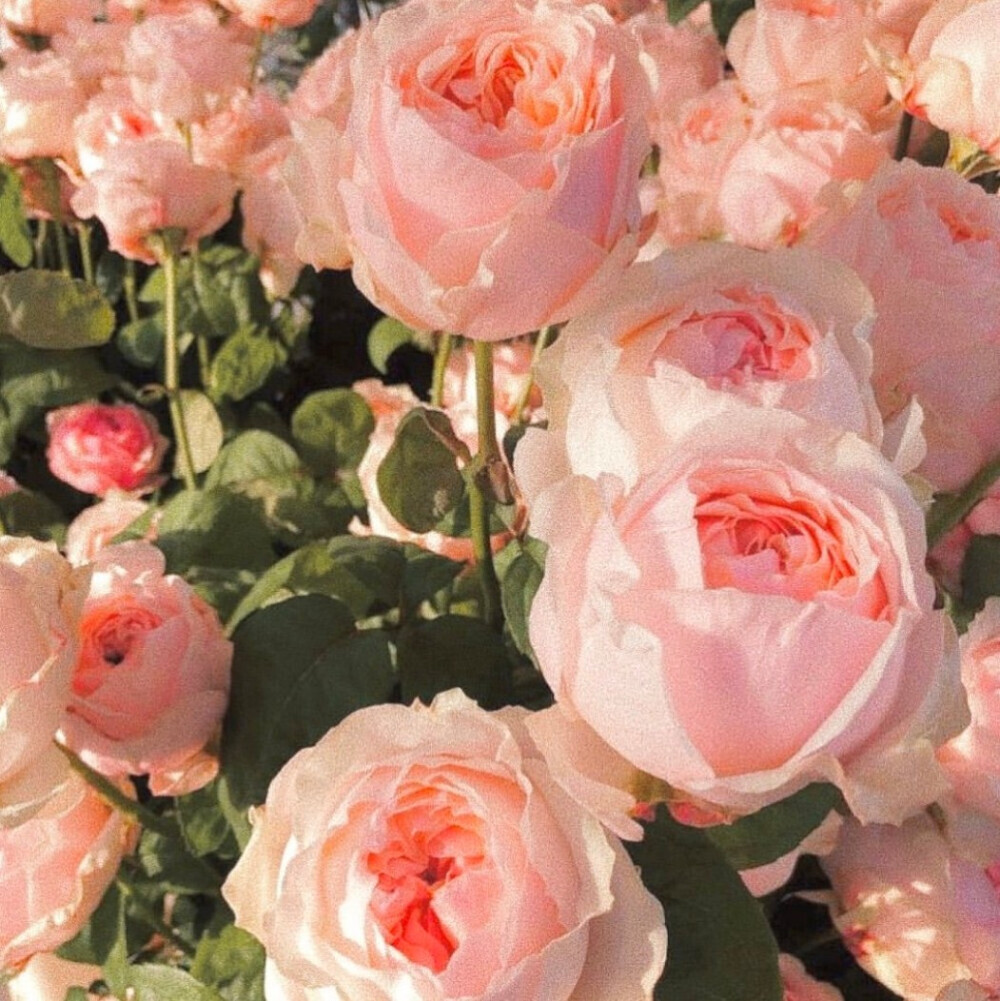 花
背景图©网络