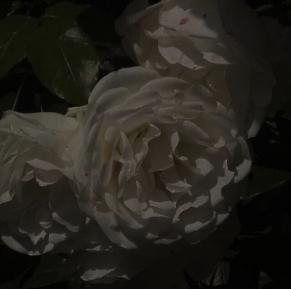 花
背景图©网络