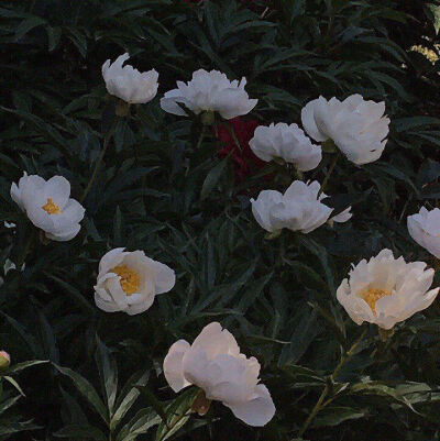 花
背景图©网络