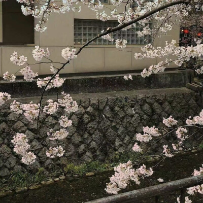 花
背景图©网络