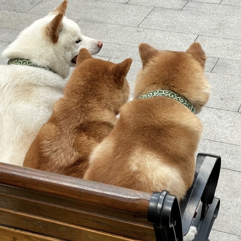 宠物头像
快乐是因为傻瓜见了傻瓜
图源柴犬胖妹
#无水印头像##背景图##宠物卖萌中心# 