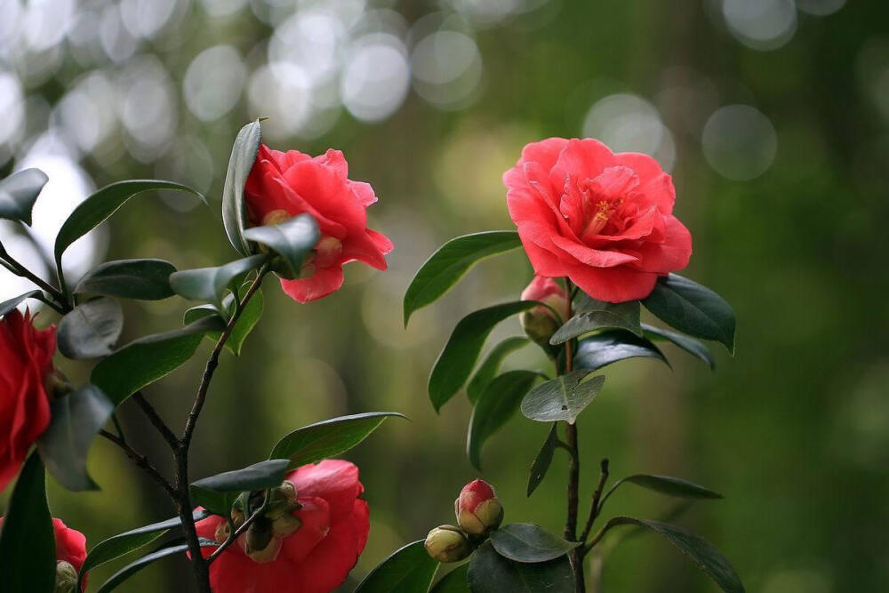 山茶花