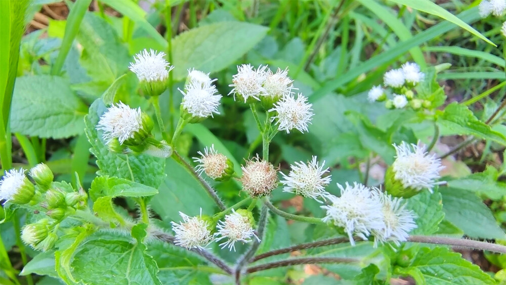 美丽吉安之赏花系列：藿香蓟花开淡雅