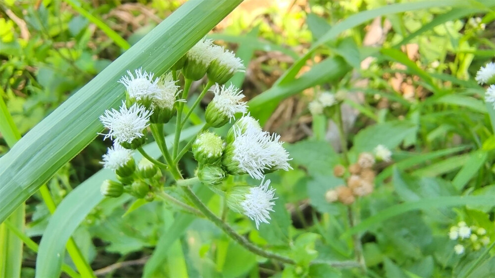 美丽吉安之赏花系列：藿香蓟花开淡雅