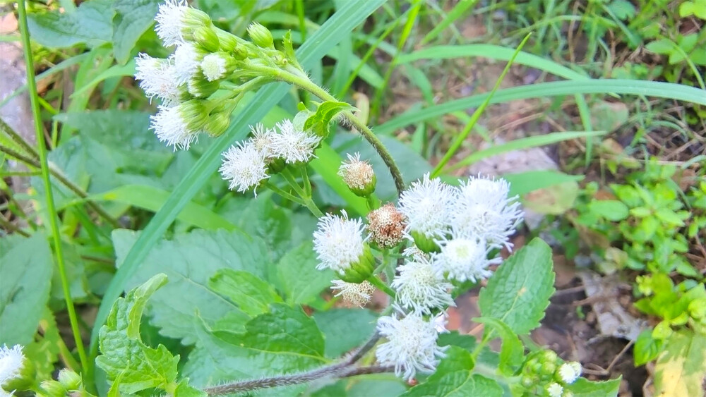 美丽吉安之赏花系列：藿香蓟花开淡雅