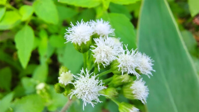 美丽吉安之赏花系列：藿香蓟花开淡雅