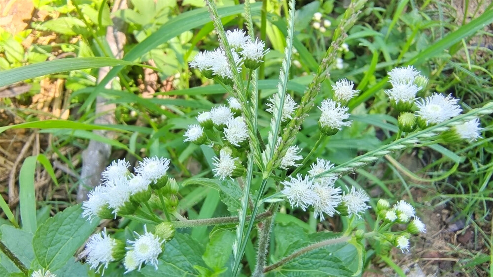 美丽吉安之赏花系列：藿香蓟花开淡雅