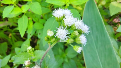 美丽吉安之赏花系列：藿香蓟花开淡雅