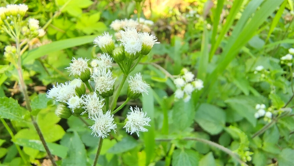 美丽吉安之赏花系列：藿香蓟花开淡雅