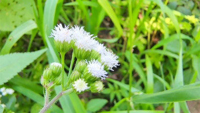 美丽吉安之赏花系列：藿香蓟花开淡雅