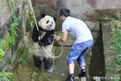 大熊猫洗澡澡