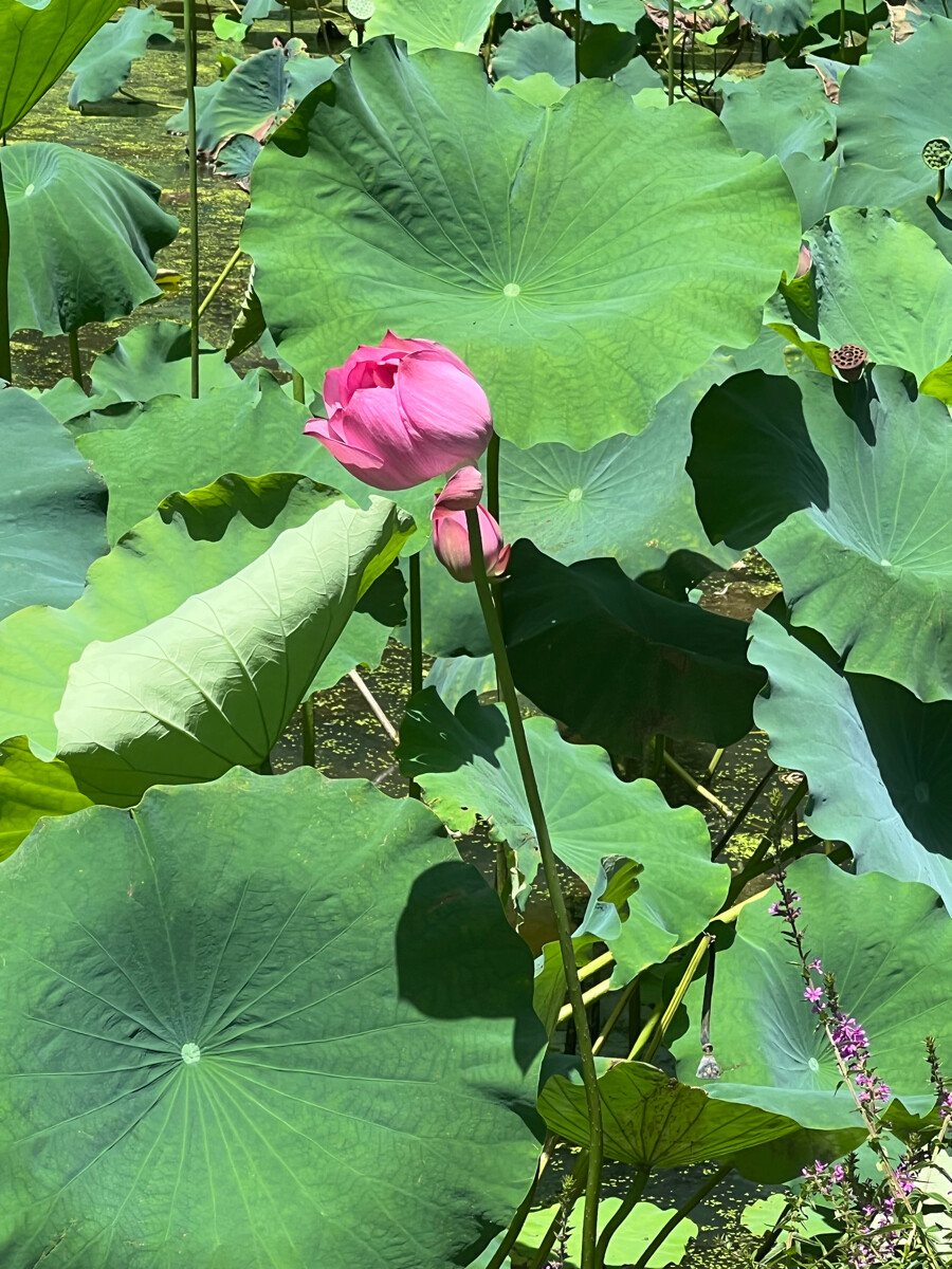 仙湖植物园