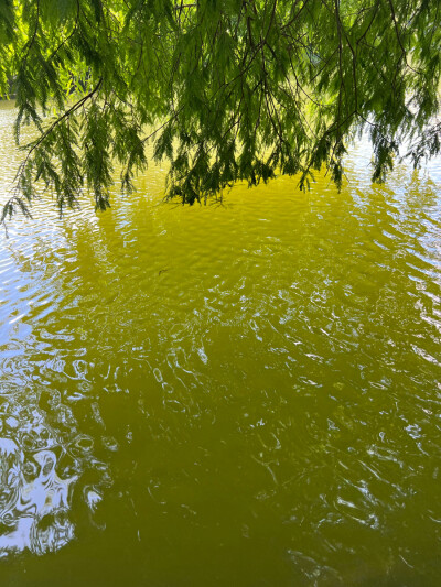 仙湖植物园