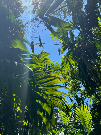 仙湖植物园